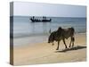 Cattle and Fishing Boat, Benaulim, Goa, India, Asia-Stuart Black-Stretched Canvas