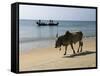 Cattle and Fishing Boat, Benaulim, Goa, India, Asia-Stuart Black-Framed Stretched Canvas