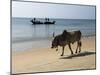 Cattle and Fishing Boat, Benaulim, Goa, India, Asia-Stuart Black-Mounted Photographic Print
