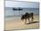 Cattle and Fishing Boat, Benaulim, Goa, India, Asia-Stuart Black-Mounted Photographic Print