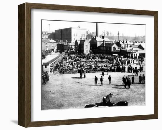 Cattle and Wholesale Market, Kidderminster, 1900-English Photographer-Framed Photographic Print