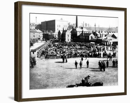 Cattle and Wholesale Market, Kidderminster, 1900-English Photographer-Framed Photographic Print