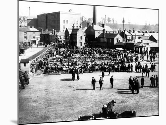 Cattle and Wholesale Market, Kidderminster, 1900-English Photographer-Mounted Photographic Print