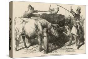 Cattle at Smithfield Market, London, 1849-null-Stretched Canvas