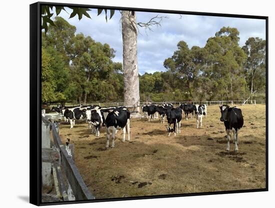 Cattle at Yallingup-FS Studio-Framed Stretched Canvas