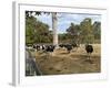 Cattle at Yallingup-FS Studio-Framed Giclee Print