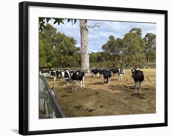 Cattle at Yallingup-FS Studio-Framed Giclee Print