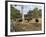 Cattle at Yallingup-FS Studio-Framed Giclee Print