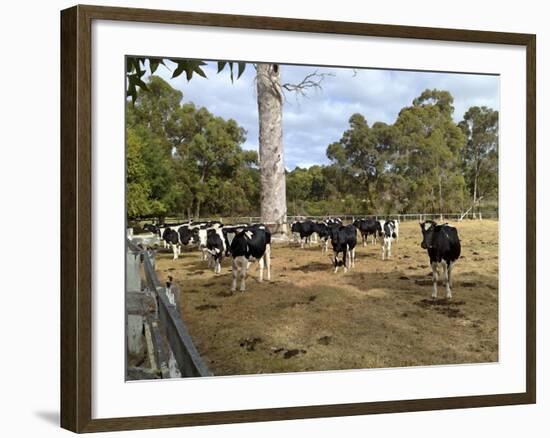 Cattle at Yallingup-FS Studio-Framed Giclee Print