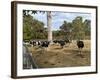 Cattle at Yallingup-FS Studio-Framed Giclee Print