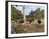 Cattle at Yallingup-FS Studio-Framed Giclee Print