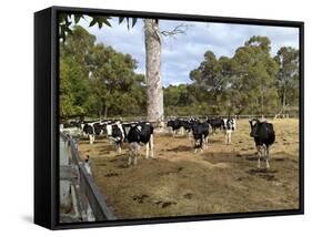 Cattle at Yallingup-FS Studio-Framed Stretched Canvas