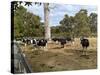 Cattle at Yallingup-FS Studio-Stretched Canvas