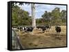 Cattle at Yallingup-FS Studio-Framed Stretched Canvas