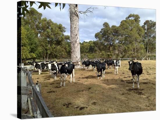 Cattle at Yallingup-FS Studio-Stretched Canvas