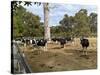 Cattle at Yallingup-FS Studio-Stretched Canvas