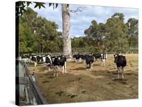 Cattle at Yallingup-FS Studio-Stretched Canvas