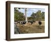 Cattle at Yallingup-FS Studio-Framed Giclee Print