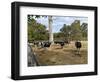 Cattle at Yallingup-FS Studio-Framed Giclee Print