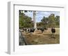 Cattle at Yallingup-FS Studio-Framed Giclee Print