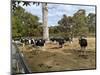 Cattle at Yallingup-FS Studio-Mounted Giclee Print