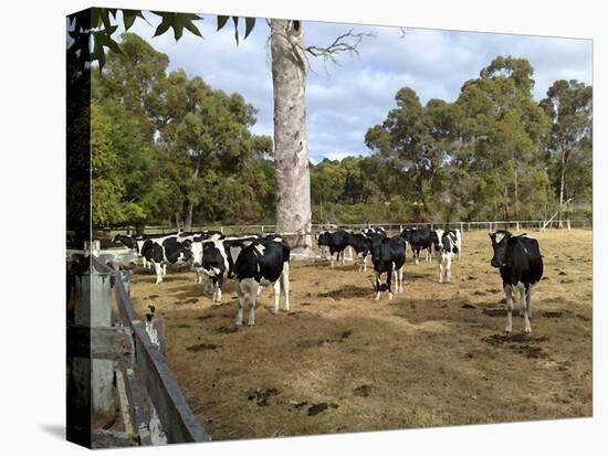 Cattle at Yallingup-FS Studio-Stretched Canvas