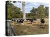 Cattle at Yallingup-FS Studio-Stretched Canvas