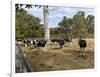 Cattle at Yallingup-FS Studio-Framed Giclee Print