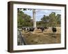 Cattle at Yallingup-FS Studio-Framed Giclee Print