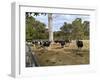 Cattle at Yallingup-FS Studio-Framed Giclee Print