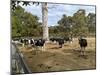 Cattle at Yallingup-FS Studio-Mounted Giclee Print