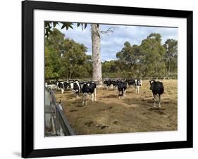 Cattle at Yallingup-FS Studio-Framed Giclee Print