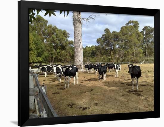 Cattle at Yallingup-FS Studio-Framed Giclee Print