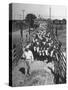 Cattle Being Herded by Farm Workers-null-Stretched Canvas