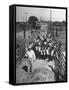 Cattle Being Herded by Farm Workers-null-Framed Stretched Canvas