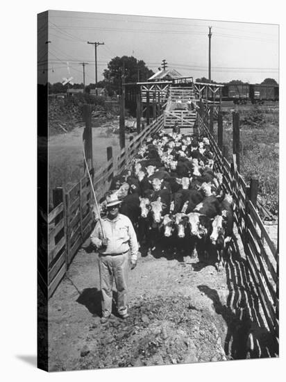 Cattle Being Herded by Farm Workers-null-Stretched Canvas