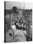 Cattle Being Herded by Farm Workers-null-Stretched Canvas