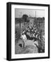 Cattle Being Herded by Farm Workers-null-Framed Photographic Print