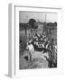 Cattle Being Herded by Farm Workers-null-Framed Photographic Print