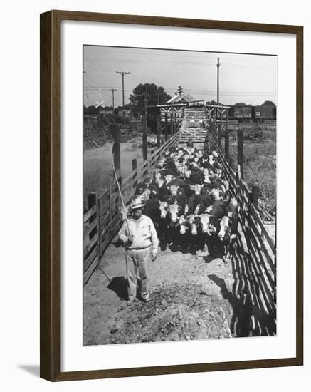 Cattle Being Herded by Farm Workers-null-Framed Photographic Print