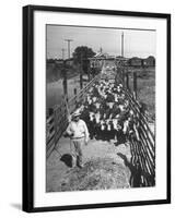 Cattle Being Herded by Farm Workers-null-Framed Photographic Print