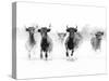 Cattle Caper-Tim Mannakee-Stretched Canvas