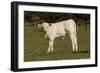 Cattle Charolais Calf-null-Framed Photographic Print