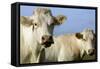 Cattle Charolais Cow-null-Framed Stretched Canvas