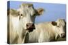 Cattle Charolais Cow-null-Stretched Canvas