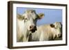 Cattle Charolais Cow-null-Framed Photographic Print
