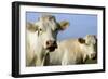 Cattle Charolais Cow-null-Framed Photographic Print