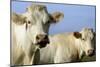 Cattle Charolais Cow-null-Mounted Photographic Print