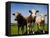 Cattle, County Waterford, Ireland-null-Framed Stretched Canvas