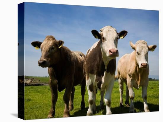 Cattle, County Waterford, Ireland-null-Stretched Canvas